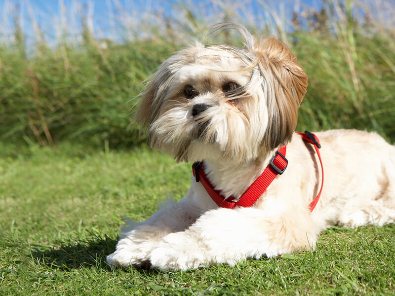 HARNESSES